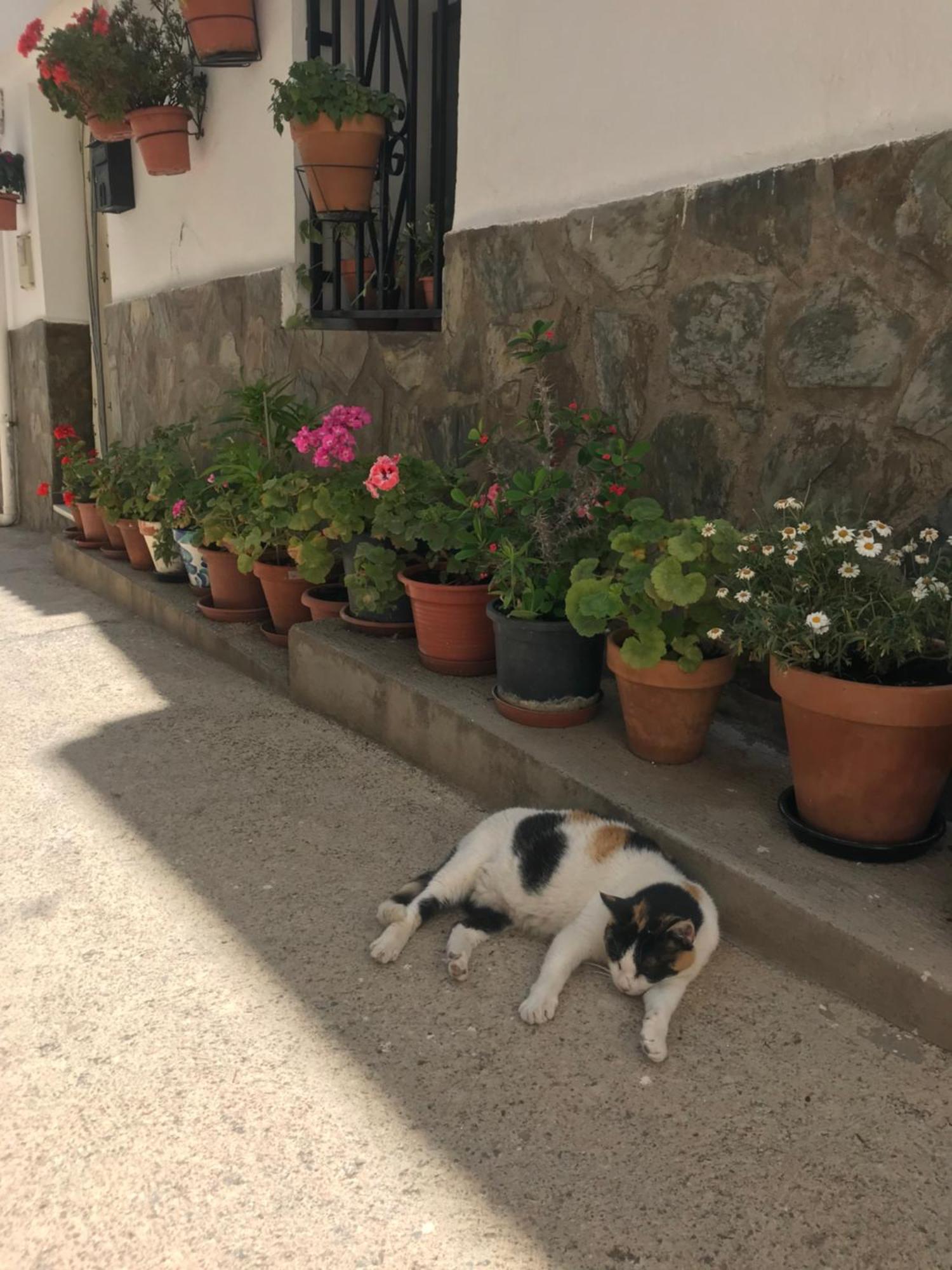 Casa Amigos Sorvilan- La Palmera Εξωτερικό φωτογραφία